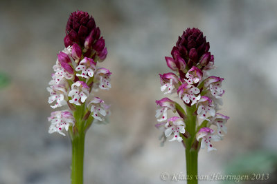 Aangebrande orchis - Burnt Orchid - Neotinea ustulata