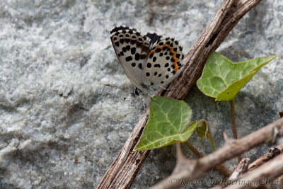 Vetkruidblauwtje - Chequered Blue Butterfly - Scolitantides orion