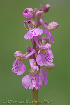 Harlekijn - Green-winged orchid - Orchis morio