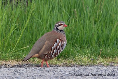 Rode patrijs - Red-legged Partridge - Alectoris rufa