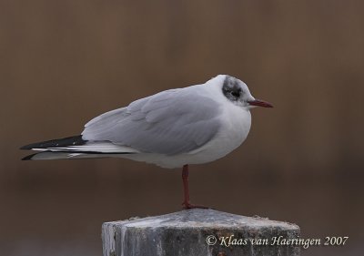 Kokmeeuw / Black-headed Gull