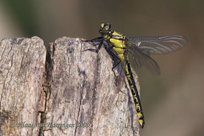Beekrombout - Club-tailed Dragonfly - Gomphus vulgatissimus