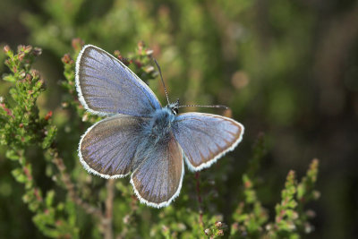 Heideblauwtje - Silver-studded Blue - Plebeius argus