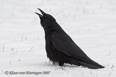 Zwarte kraai / Carrion Crow