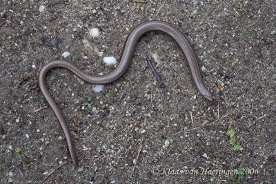 Hazelworm - Slow Worm - Anquis fragilis