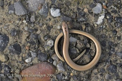 Hazelworm - Slow Worm - Anquis fragilis