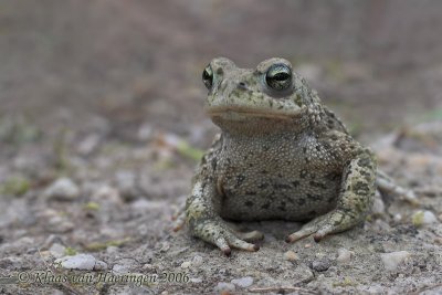 Rugstreeppad - Natterjack Toad - Bufo calamita