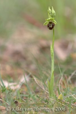 Spinnenorchis - Early Spider Orchid - Ophrys sphegodes