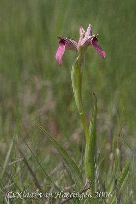Tongorchis - Tongue Orchid - Serapias lingua