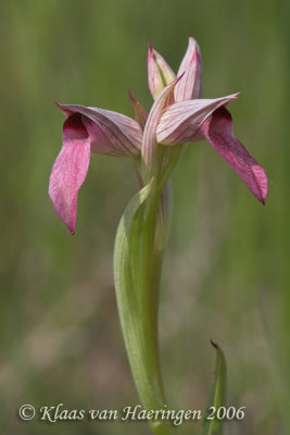 Tongorchis - Tongue Orchid - Serapias lingua