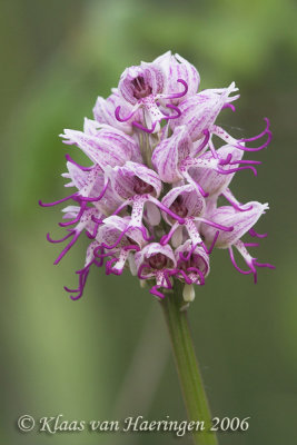 Aapjesorchis - Monkey orchid - Orchis simia