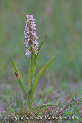 Vleeskleurige orchis - Early Marsh Orchid - Dactylorhiza incarnata