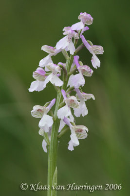 Harlekijn - Green-winged orchid - Orchis morio