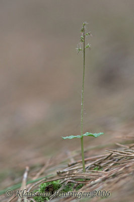 Kleine keverorchis - Heartleaf Twayblade - Listera cordata