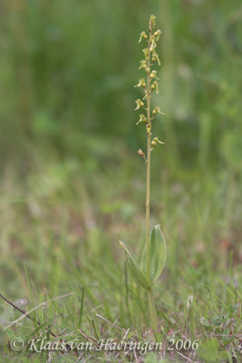 Grote keverorchis - Common twayblade - Listera ovata