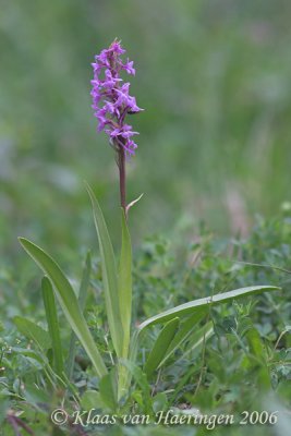 Grote muggenorchis - Fragrant orchid - Gymnadenia conopsea
