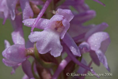 Grote muggenorchis - Fragrant orchid - Gymnadenia conopsea