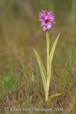 Rietorchis - Marsh Orchid - Dactylorhiza praetermissa praetermissa