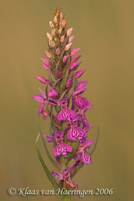 Gevlekte rietorchis - Spotted Marsh Orchid - Dactylorhiza praetermissa junialis