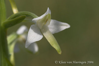 Welriekende nachtorchis - Lesser Butterfly Orchid - Platanthera bifolia
