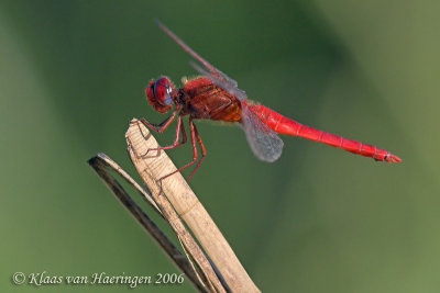Vuurlibel / Scarlet Dragonfly
