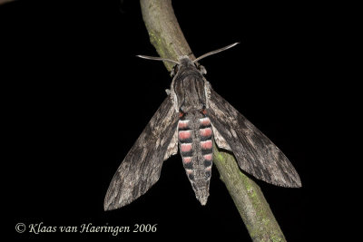 Windepijlstaart / Convolvulus Hawk-moth