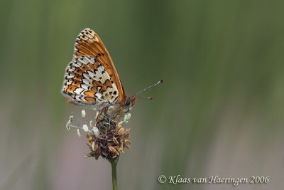Veldparelmoervlinder - Glanville Fritillary - Melitaea cinxia