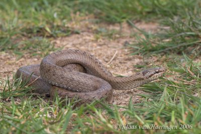Gladde slang - Smooth Snake - Coronella austriaca