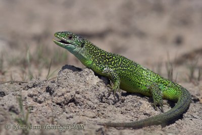 Westelijke smaragdhagedis - Western Green Lizard - Lacerta bilineata