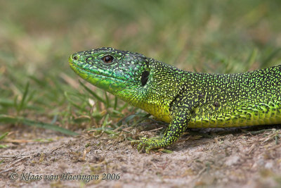 Westelijke smaragdhagedis - Western Green Lizard - Lacerta bilineata