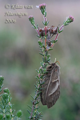 Veelvraat - Fox Moth - Macrothylacia rubi