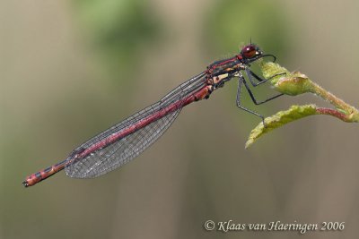 Vuurjuffer - Large Red Damselfly - Pyrrhosoma nymphula