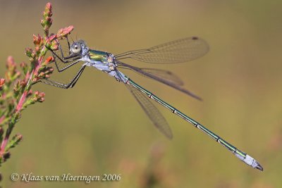 Gewone pantserjuffer / Emerald Damselfly