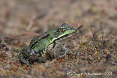 Bastaardkikker - Edible Frog - Rana klepton esculenta