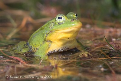 Poelkikker / Pool Frog