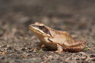 Springkikker / Agile Frog