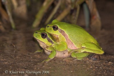 Boomkikker - Common Tree Frog - Hyla arborea