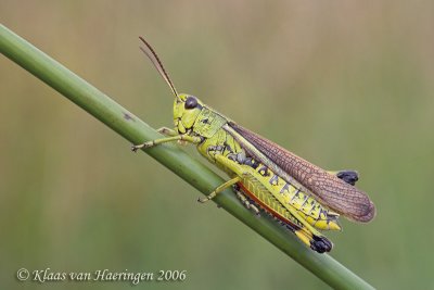 Moerassprinkhaan - Large Marsh Grasshopper - Stethophyma grossum