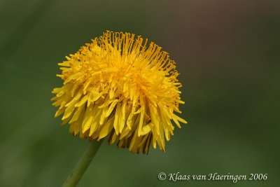 Paardebloem - Dandelion - Taraxacum officinalus