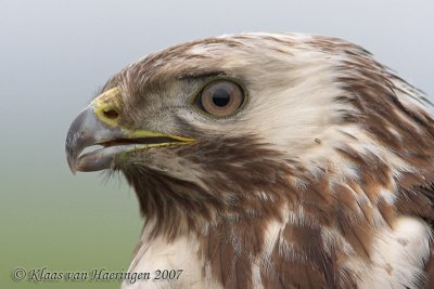 Buizerd - Buzzard - Buteo buteo