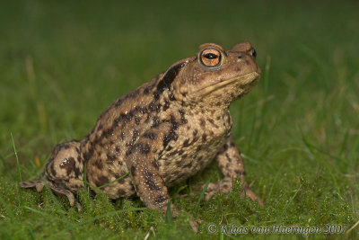 Gewone pad / Common Toad