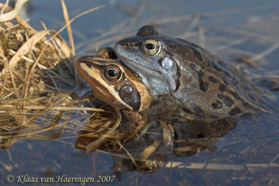 Heikikker - Moor Frog - Rana arvalis
