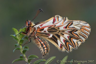 Zuidelijke pijpbloemvlinder - Southern Festoon - Zerynthia polyxena