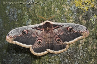 Grote nachtpauwoog / Great Peacock Moth