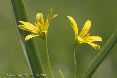 Bosgeelster - Yellow Star-of-Bethlehem - Gagea lutea