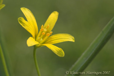 Bosgeelster - Yellow Star-of-Bethlehem - Gagea lutea