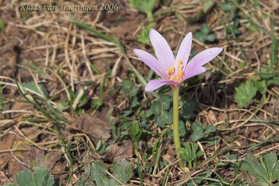 Alpentijloos - Alpine Saffron - Colchicum alpinum