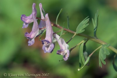 Voorjaarshelmbloem - Fumewort - Corydalis solida