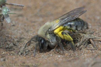 Grijze zandbij / Mining Bee