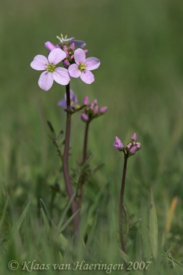 Pinksterbloem - Cuckoo flower - Cardamine pratensis